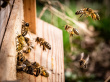 Информация для пчеловодов